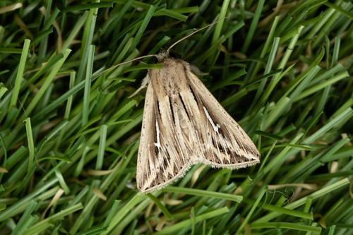 L-album Wainscot