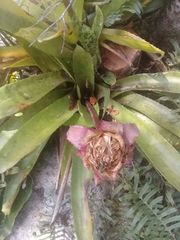 Canistrum cyathiforme