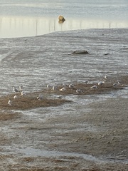 Ichthyaetus melanocephalus