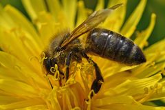 Apis mellifera