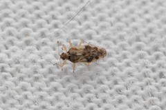 Monosteira unicostata