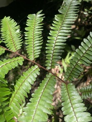 Adiantum pulverulentum