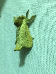 Lebedodes rufithorax