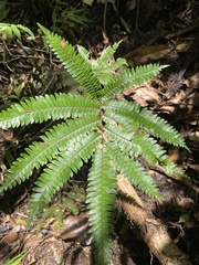 Adiantum pulverulentum