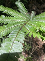 Adiantum pulverulentum