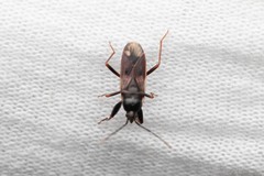 Eremocoris fenestratus