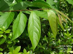 Glochidion acuminatum