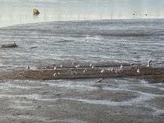 Ichthyaetus melanocephalus