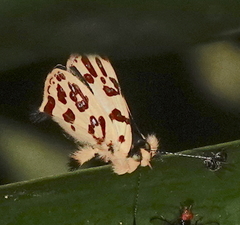 Anteros bracteata