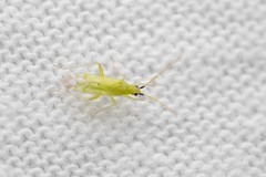 Macrolophus pygmaeus