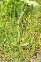 Plantago tweedyi
