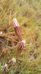 Silene burchellii