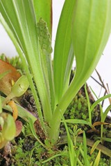 Plantago tweedyi