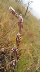 Silene burchellii
