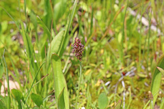 Plantago tweedyi