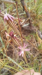 Silene burchellii