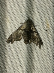 Eutelia callichroma