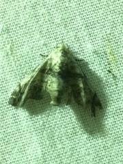 Eutelia callichroma