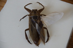 Lethocerus patruelis
