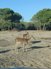 Cervus elaphus