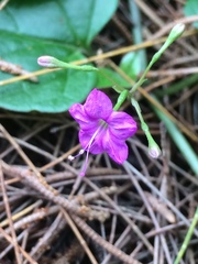 Commicarpus pentandrus