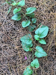 Commicarpus pentandrus