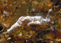 Goniodoris joubini