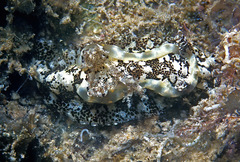 Goniodoris joubini