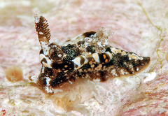 Goniodoris joubini