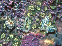 Goniodoris joubini