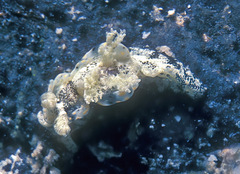 Goniodoris joubini