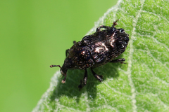 Cymatobaris