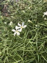Phlox tenuifolia
