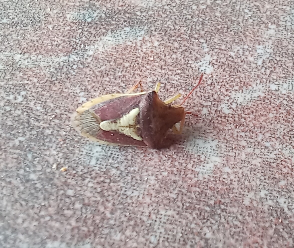 Durmia lutulenta