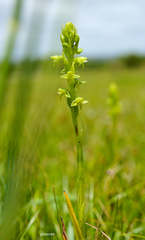 Habenaria parviflora