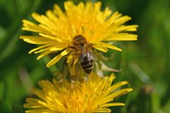 Apis mellifera