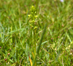 Habenaria parviflora