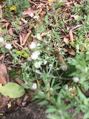 Pollichia campestris