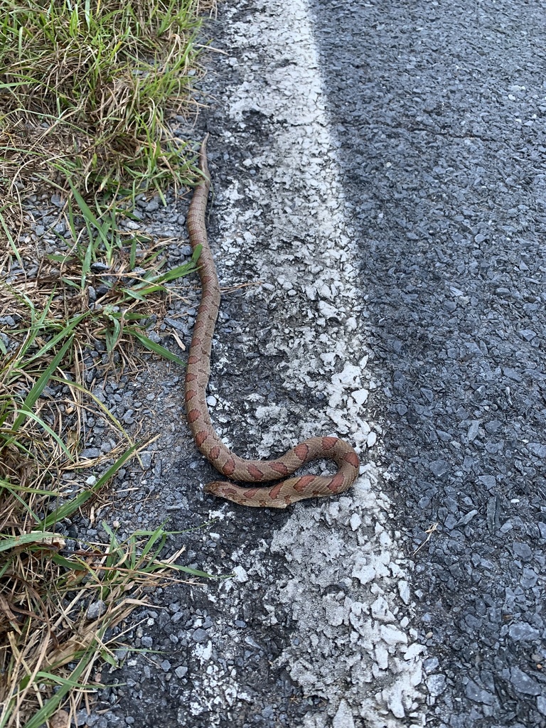 Mole Kingsnake from Lassiter Mill Rd, Asheboro, NC, US on October 17