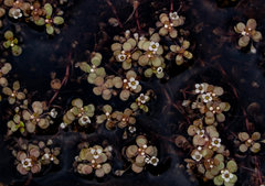 Crassula natans