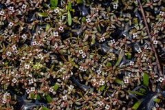 Crassula natans