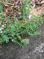 Pollichia campestris