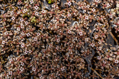 Crassula natans