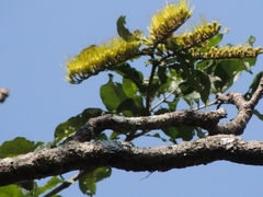 Combretum fruticosum