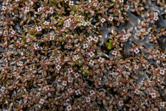 Crassula natans