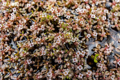 Crassula natans