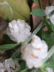 Pollichia campestris