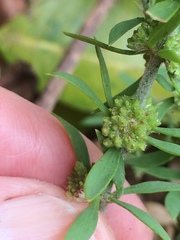 Pollichia campestris