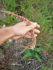 Gasteria carinata