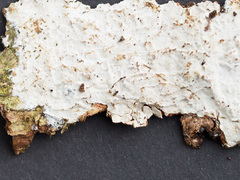 Exidiopsis calcea